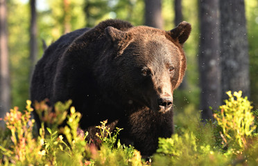 Close up portrait of Brown bear in the summer forest at sunset. Green pine forest natural background. Scientific name: Ursus arctos. Natural habitat. Summer season.