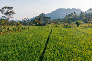 Fototapeta premium rural landscape in bali indonesia with green field and blue sky