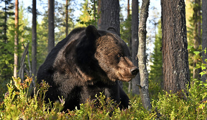 Close up portrait of Brown bear in the summer forest at sunset. Green pine forest natural background. Scientific name: Ursus arctos. Natural habitat. Summer season.