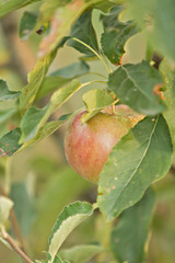 apple on a tree branch