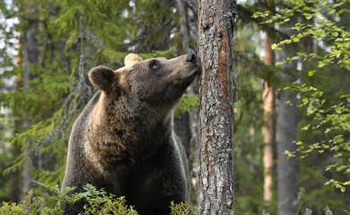 Fototapeta na wymiar The bear sniffs a tree. Brown bear in the summer pine forest. Scientific name: Ursus arctos. Natural habitat. Summer season.