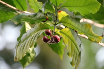 コーヒーの木になる実