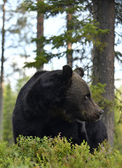 Brown bear in the summer forest.  Green forest natural background. Scientific name: Ursus arctos. Natural habitat. Summer season.