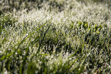 rosée et perles gouttes d'eau sur l'herbe et le gazon