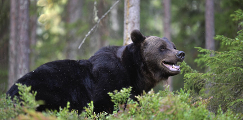 Brown bear with open mouth in the summer forest.  Green forest natural background. Scientific name: Ursus arctos. Natural habitat. Summer season.