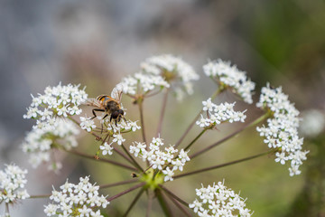 Bee collecting nectar from a flower in blur background