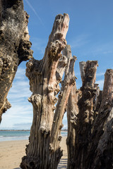 Big breakwater, 3000 trunks to defend the city from the tides, Plage de l'Éventail beach in...