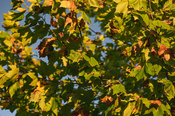 Metamorphosis of the tree canopy before the arrival of autumn