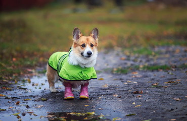  portrait cute puppy a red-haired Corgi dog stands for a walk in rubber boots and a raincoat on an...