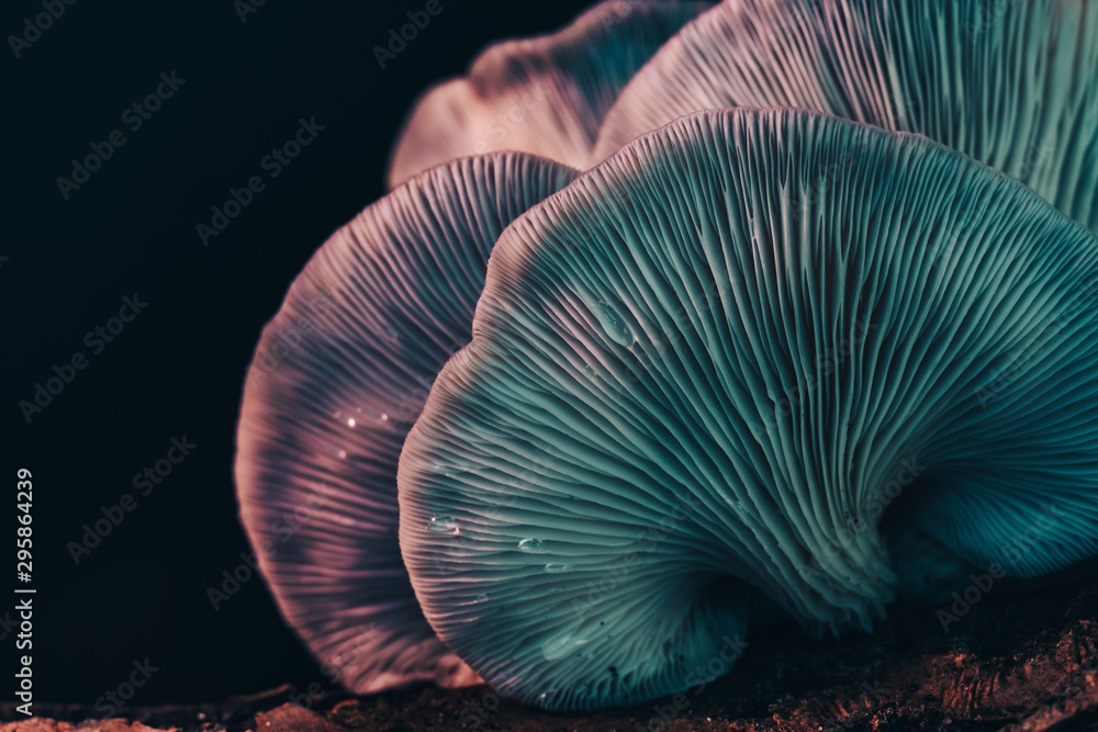 Aufkleber beautiful bunch mushrooms color light in the tree black background texture. macro photography view.