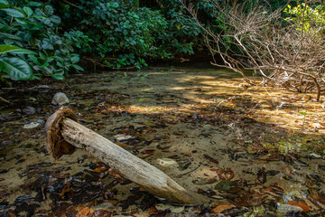 coconut shower in forest