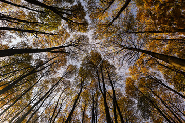 Bottom view of the tops of tall trees