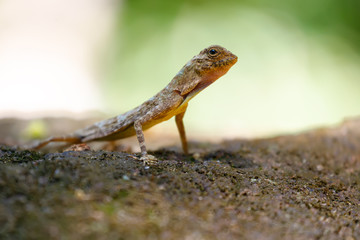 Flying lizard standing on a stone
