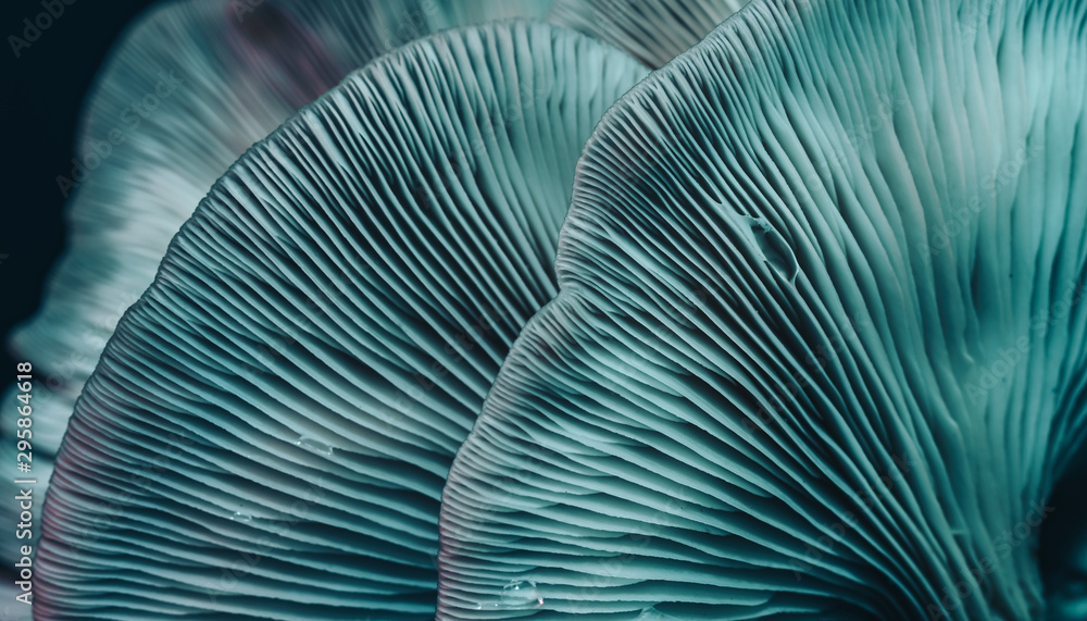 Poster close up beautiful bunch mushrooms color light in the tree background texture. macro photography vie