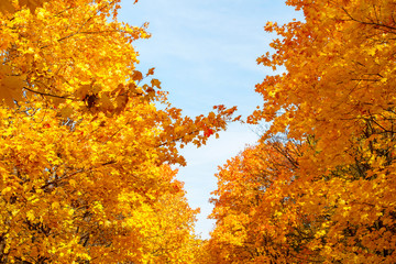 Fototapeta na wymiar bright yellow maple leaves against a blue sky. autumn concept.
