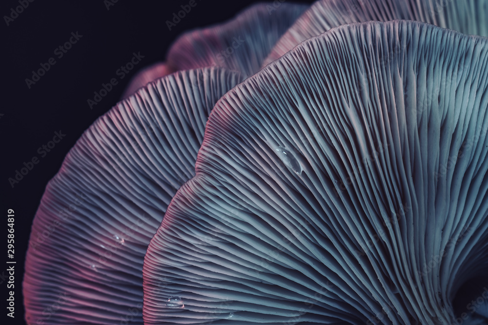 Poster Close up beautiful bunch mushrooms color light in the tree background texture. Macro Photography View.