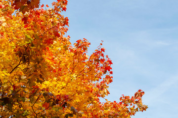 bright yellow maple leaves against a blue sky. autumn concept.