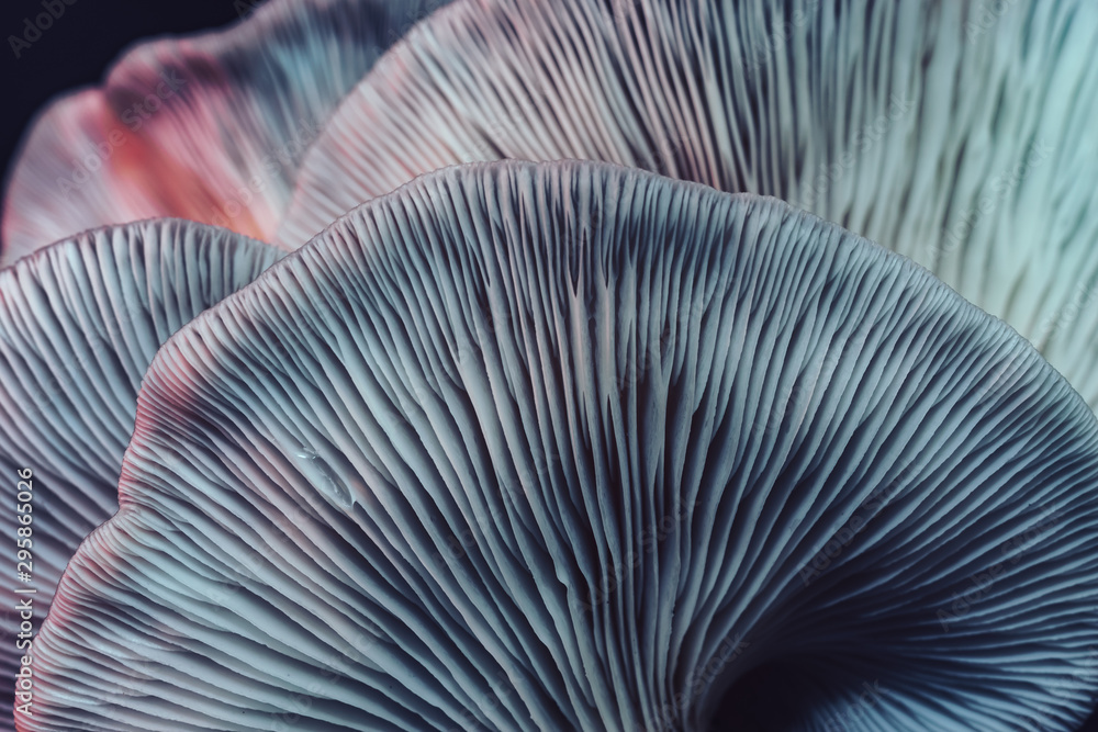 Poster close up beautiful bunch mushrooms color light in the tree background texture. macro photography vie