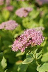 close up of sedum spectabile