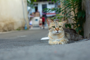 Fototapeta premium The Cat Lies On The Asphalt Near The House