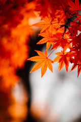 Naklejka na ściany i meble Maple.Autumn colored leaves. Autumn background.
