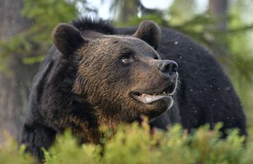 Close up portrait of Brown bear with open mouth in the summer forest. Front view. Green forest natural background. Scientific name: Ursus arctos. Natural habitat. Summer season.