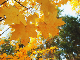 autumn landscape forest with yellow red leaves with sunny light beams