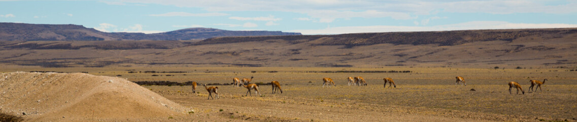 Herd of lamas in steppe of Patagonia