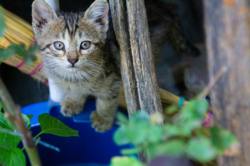 The Kitten Standing And Looking In The Camera