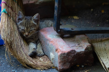 The Kitten Lies On A Broom