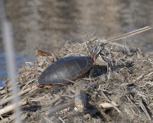Painted turtle, michigan, usa