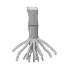 Isolated object of root and cane sign. Graphic of root and plant stock vector illustration.