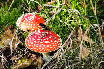 Eifel Tour Traumpfade, Herbstimpression, Zeit für Pilze
