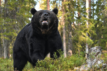 Close up portrait of Brown bear weath open mouth in the summer forest. Front view. Green forest natural background. Scientific name: Ursus arctos. Natural habitat. Summer season.
