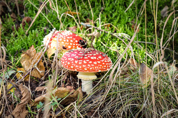 Eifel Tour Traumpfade, Herbstimpression, Zeit für Pilze