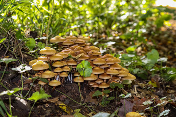 Eifel Tour Traumpfade, Herbstimpression, Zeit für Pilze