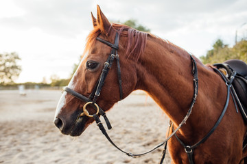 Horse on ranch. Portrait of a brown horse