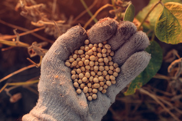 Soybean farmer handful of harvested crop seed