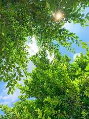 Fototapeta premium Green leaves under sunshine