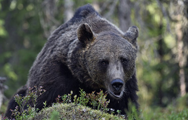 Brown bear in the summer forest. Front view. Green forest natural background. Scientific name: Ursus arctos. Natural habitat. Summer season.