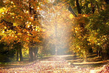Fototapeta na wymiar Empty path road in park with autumnal trees with yellow fall leaf foliage and solar reflectionds. Outdoor botanical garden relaxation, travel to fairytale, journey into fabulous golden autumn forest.