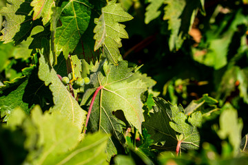 Vineyard leaves with recent growing grapes
