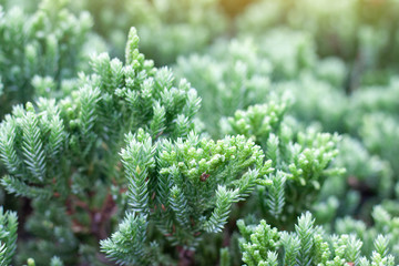 Abstract of Creeping Juniper or Juniperus procumbens (Siebold ex Endl.) Mig in the garden for background.