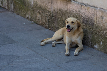 The Dog Lies On The Asphalt Near The House