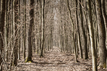 narrow path through a forest in autumn