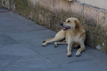 The Dog Lies On The Asphalt Near The House