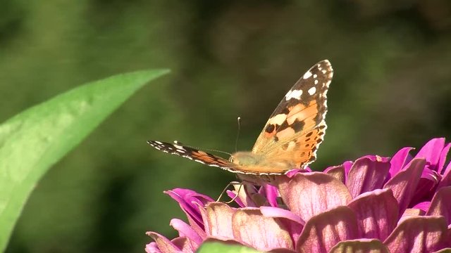 Ein Distelfalter (Schmetterling) sitzt auf einer pinken Zinnienbl&uuml;te
