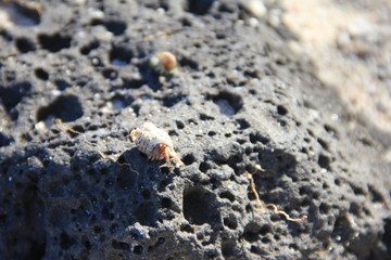 Close up of a Hermit crabs on the rock.