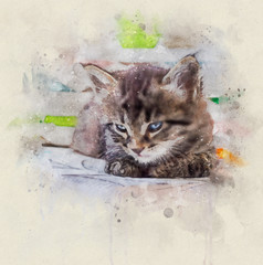 Watercolor illustration, Portrait of a little tabby cat with blue eyes resting