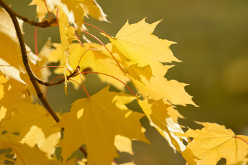 Beautiful colorful leaves in autumn forest. Red, orange, yellow and brown autumn leafs. Maple foliage. Seasonal background.